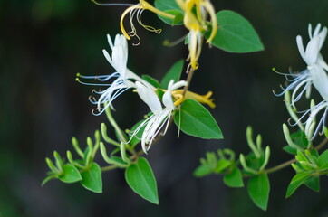 White flowers Lonicera japonica in garden. Caprifolium perfoliate honeysuckle blossoms, close up,...