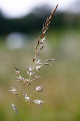 Meadow grass seedhead