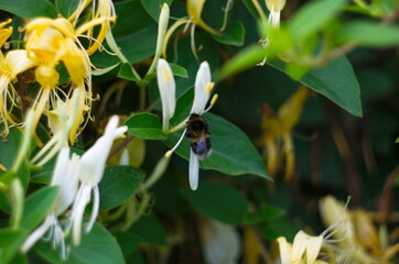 White flowers Lonicera japonica in garden. Caprifolium perfoliate honeysuckle blossoms, close up, macro.
