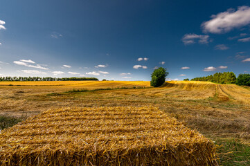 Fototapeta premium Overgrown divide with grass, pointing towards a tree. The border separates the two cereal fields, after the harvest of wheat