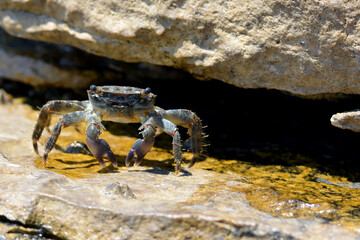 Krab © patrycjaskupinska