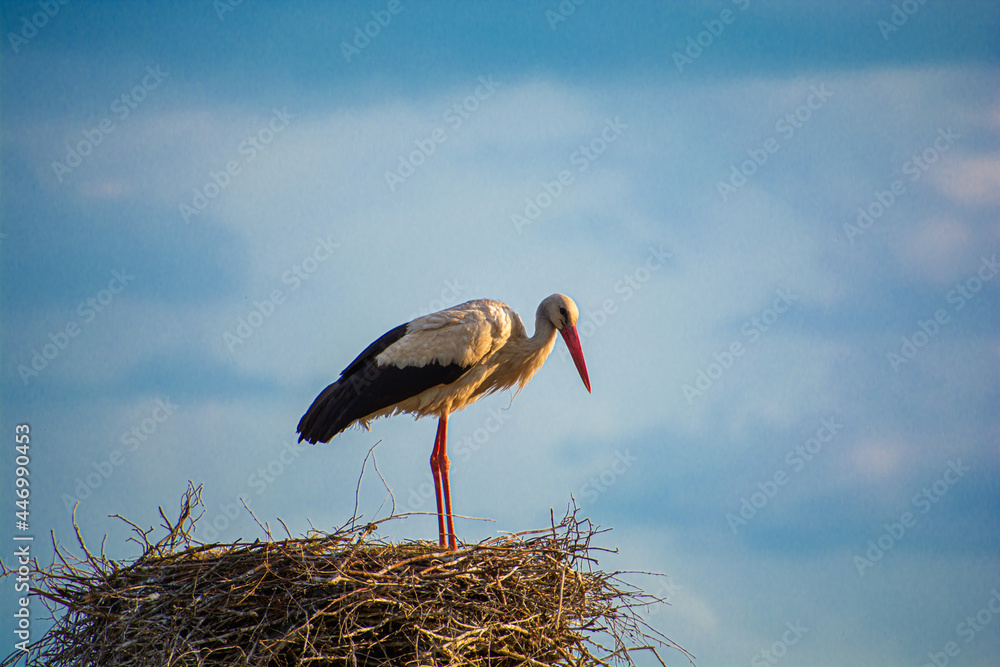 Wall mural White stork in the nest in village