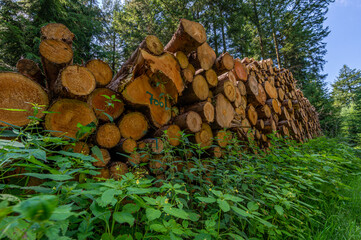 Logging industry. The timber is used for wood pellets, bark chips, furniture, or other fuels