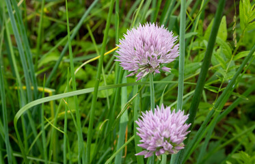 On the background of greenery blooming lilac onion
