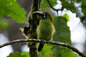 small toucanet on a branch