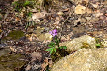 Spring, mountain rivers are filled with meltwater, due to the melting of snow on glaciers and mountain slopes.