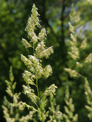 grass plant with flowers in summer on meadow