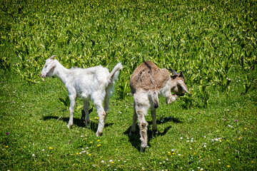 Obraz premium Two domestic goats, animal scene
