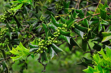 Holly holly branch, garden plants.