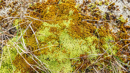 Yellow and green moss growing on sandy soil among dry grass