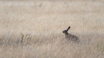 hase, tier, hase, feldhase, wild, gras, s&auml;ugetier, ohr, wild lebende tiere, braun