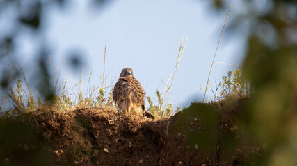 bird, natur, tier, wild lebende tiere, falco, adler, greifvogel, schnabel, ast, raubtier, 