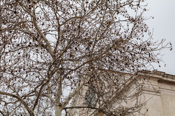 Imposing architectural facades under trees with dry branches in a European winter setting. Image with selective focus.