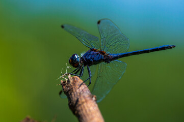 Blue Dragonfly on stick