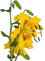 BEAUTIFUL YELLOW AND BROWN LILIES CLOSE UP