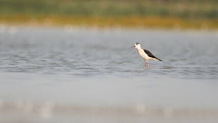 bird, möve, wasser, meer, natur, tier, gull, wild lebende tiere, beach, ozean, bird,