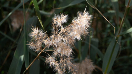 Fluffy yellow seeds of the giant river reed.