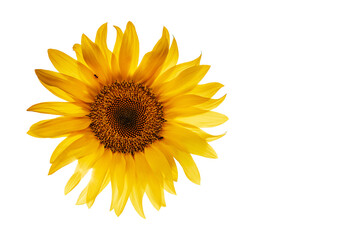 Golden yellow sunflower isolated on white background