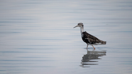 bird, natur, wasser, möve, tier, wild lebende tiere, schnepfenvögel, beach, 