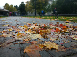 autumn leaves in the park