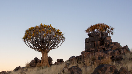 A quiver tree in full bloom with yellow flowers on a rocky mountain ridge