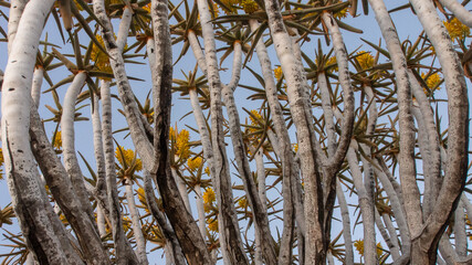 Close up of branches and yellow flowers of a quiver tree in full bloom
