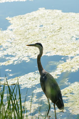 Great blue heron in an enclosed lagoon near a lake - late afternoon light, summer