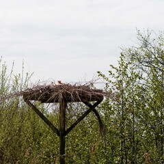 bird nest on a tree