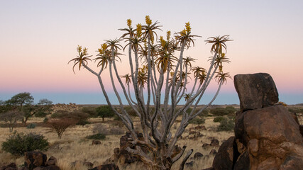 A quiver tree in full bloom with yellow flowers, in the bushveld