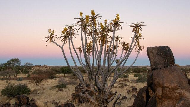 Bushveld Bilder – Durchsuchen 13,753 Archivfotos, Vektorgrafiken und ...