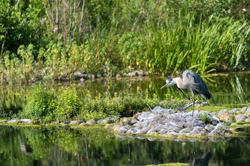 Great blue heron in an enclosed lagoon near a lake - late afternoon light, summer