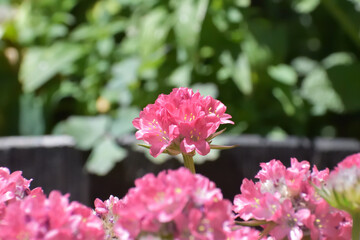 Pink Pincushion Flowers