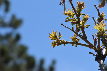 New Oak Leaves