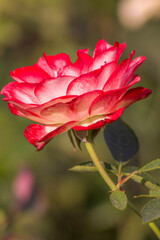 Red and white  China rose bloom in  early summer. China rose, a native plant of southwest China.  It is one of the official flowers of the country 