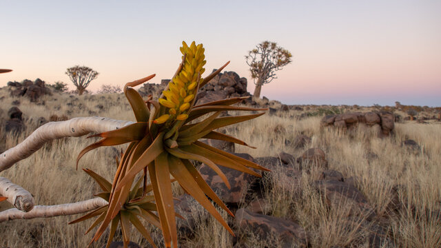 Close up of branches and yellow flowers of a quiver tree in full bloom among yellow grass bushveld