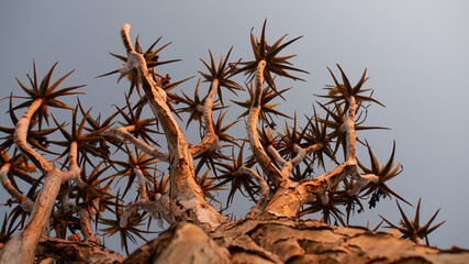 Unique view of quiver tree with the bottom up against the blue sky.