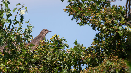 bird, tier, natur, spatz, wild lebende tiere, baum, ast, schnabel,