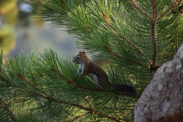 Curious Pine Squirrel