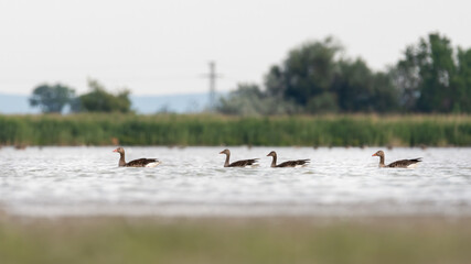 wasser, bird, see, natur, ente, wild lebende tiere, tier, gans, bird, gans, 