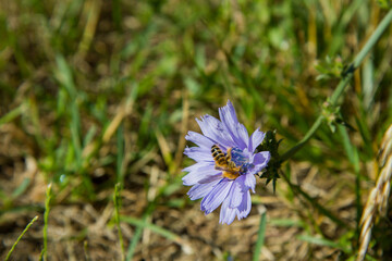 Bee gathering nectar from the Common chicory blooming plant
