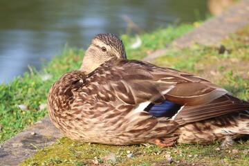 weibliche Ente schläft am Ufer