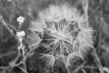 Big blowball in a meadow in close up