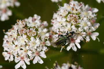 Thick-legged Flower Beetle on cow parsley