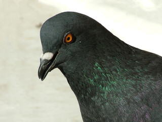 A curious bird, the pigeon looking at the camera.