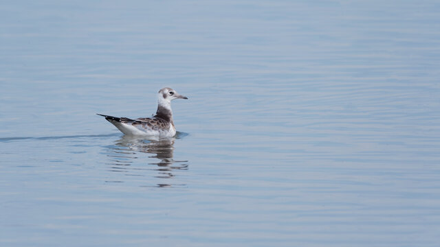 bird, m&ouml;ve, wasser, meer, gull, natur, tier, wild lebende tiere, fliegender, fliegen, 