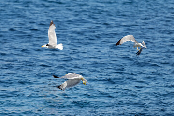 Fototapeta na wymiar Stunning view of some seagulls flying over a blue sea during a sunny day. Sardinia, Italy