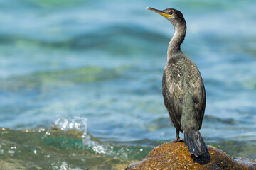 Stunning close-up view of a cormorant standing over a rock bathed by a rough sea. Sardinia, Italy.