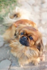 A pekingese puppy, a high-class thoroughbred dog. Pets for family and home.