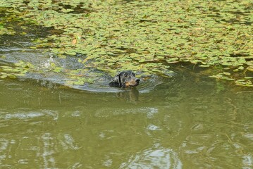 one black dachshund dog swims in the gray water of the lake among the green algae