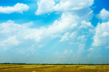 blue skies and large fluffy clouds above the yellow field